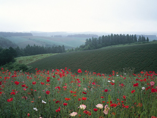 45332 (a): :1600x1200